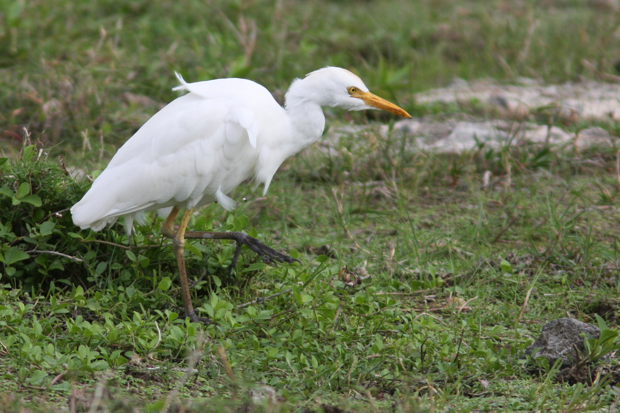 La Touraine, terre d’accueil des oiseaux d’eau en hiver